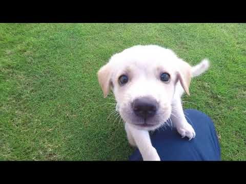 Video 1 perrito